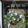 Easy Basket - Petunias - Hanging Basket -Growhaus Zone 5040052 giant
