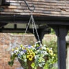 Easy Basket - Pansies - Hanging Basket 2 Easy Basket - Pansies - Hanging Basket -Growhaus Zone 5040054 giant