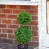 Duo Ball Topiary Tree - 60cm -Growhaus Zone 5045086