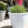 Kelkay Plant Avenue Trad. Collection Small Eden Emblem Pot In White -Growhaus Zone 90525WH giant 1