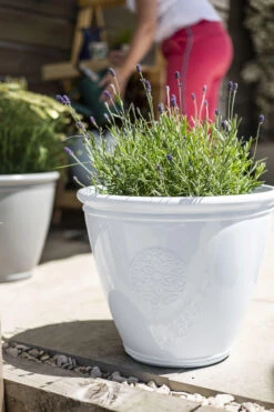 Kelkay Plant Avenue Trad. Collection Large Eden Emblem Pot In White