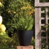 Stewart 40cm Low Round Basalt Planter -Growhaus Zone L Stewert basalt planter 40 round