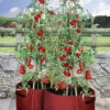 Haxnicks Tomato Patio Planter - Pack Of 2 -Growhaus Zone haxnicks tomato patio planters giant