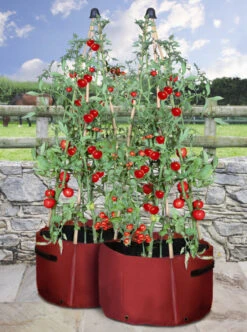 Haxnicks Tomato Patio Planter - Pack Of 2