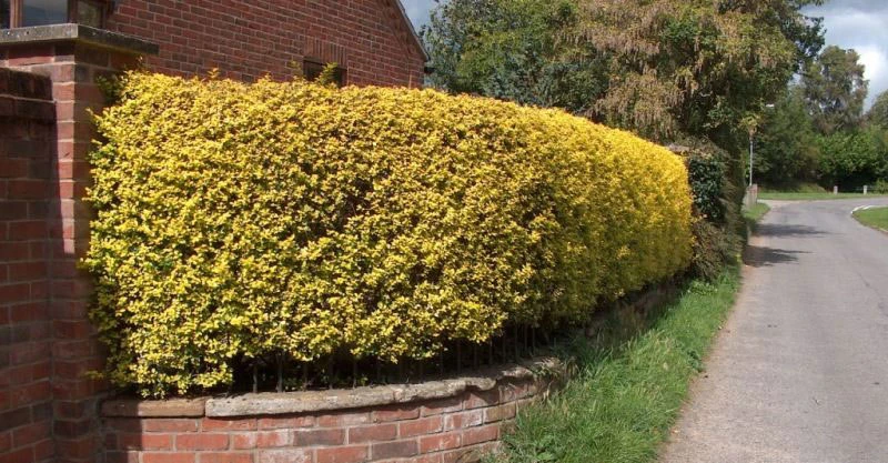 Golden Privet (Ligustrum Aureum) Evergreen Hedging Plants 3 Golden Privet (Ligustrum Aureum) Evergreen Hedging Plants