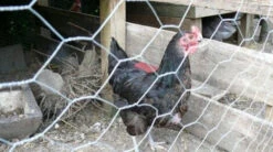 25m Long, 180cm Tall Roll Of Galvanised Chicken Wire Mesh - 50mm Mesh Size 9 25m Long, 180cm Tall Roll Of Galvanised Chicken Wire Mesh - 50mm Mesh Size -Growhaus Zone l 38dd6f4fa9edea60ae438783cb93beee.image .500x280 1