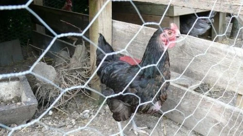 25m Long, 180cm Tall Roll Of Galvanised Chicken Wire Mesh - 50mm Mesh Size 6 25m Long, 180cm Tall Roll Of Galvanised Chicken Wire Mesh - 50mm Mesh Size - Image 4