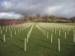 Rainbow Tree Defenders - 120cm Tall - X10