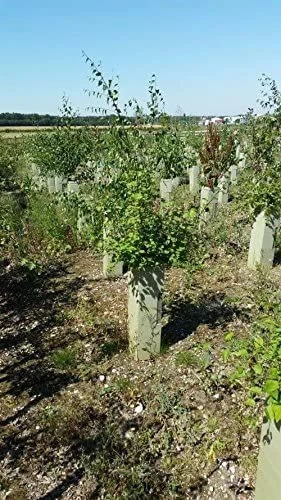 Rainbow Tree Defenders - 60cm Tall - X10 3 Rainbow Tree Defenders - 60cm Tall - X10