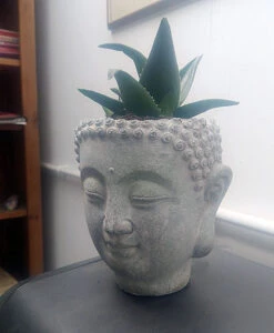 Buddha Head Planter - Stone Effect -Growhaus Zone l 613PzklPbFS. AC SL1000
