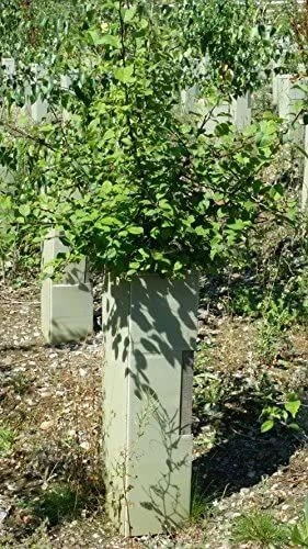 Rainbow Tree Defenders - 60cm Tall - X10 5 Rainbow Tree Defenders - 60cm Tall - X10 - Image 3