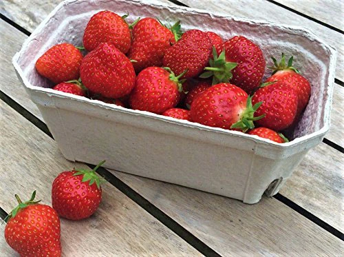 Nutley's 500g Biodegradable Fruit Punnets 4 Nutley's 500g Biodegradable Fruit Punnets - Image 2