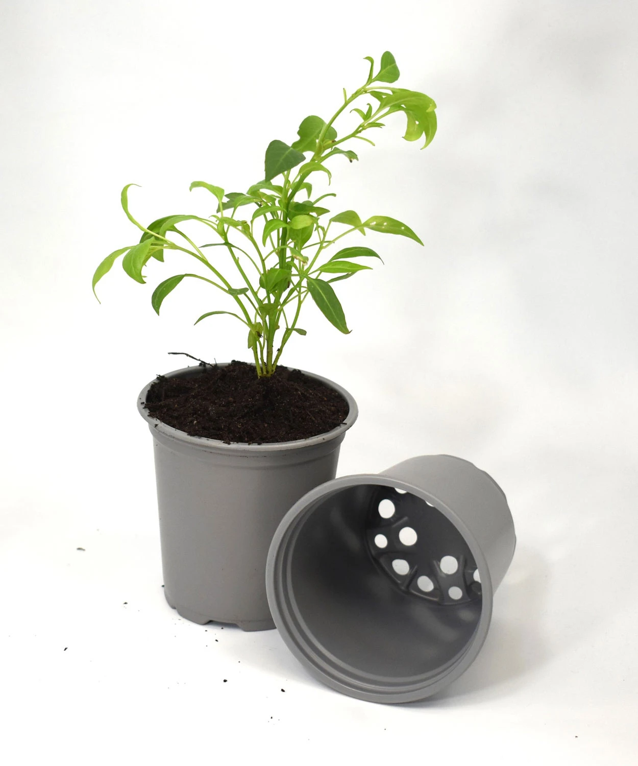 Nutley's 9cm Round Plastic Plant Pots - Grey 4 Nutley's 9cm Round Plastic Plant Pots - Grey - Image 2