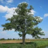 Alder (Alnus Glutinosa) Field Grown Hedging Plants - 2-3ft -Growhaus Zone l Alder 1