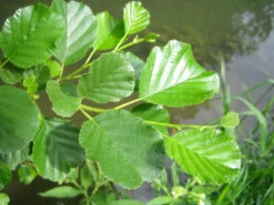 Alder (Alnus Glutinosa) Field Grown Hedging Plants - 2-3ft 11 Alder (Alnus Glutinosa) Field Grown Hedging Plants - 2-3ft -Growhaus Zone l Alder 5