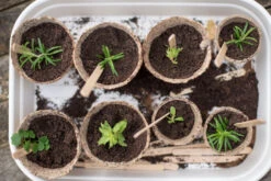 Nutley's 6cm And 8cm Round Jiffy Peat-Free Fibre Plant Pots Duo (25 Of Each) -Growhaus Zone l B0084405LS.PT03 1024x1024@2x