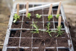 Nutley's 40 Cell Full Size Seed Propagator Set - Tray: With Holes 9 Nutley's 40 Cell Full Size Seed Propagator Set - Tray: With Holes -Growhaus Zone l B009W2NB26.PT05 7cf63fa3 558f 4308 b144 4e63dd86b35d 1024x1024@2x