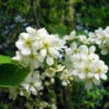 Bird Cherry (Prunus Padus) Bare Root Hedging Plants - 3-4ft -Growhaus Zone l Bird Cherry 1