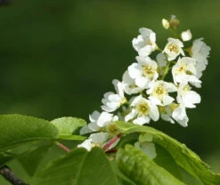 Bird Cherry (Prunus Padus) Bare Root Hedging Plants - 3-4ft -Growhaus Zone l Bird Cherry 3
