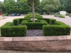Box (Buxus Sempervirens) Field Grown Bare Root Hedging Plants -Growhaus Zone l Box 1