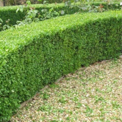 Box (Buxus Sempervirens) Field Grown Bare Root Hedging Plants