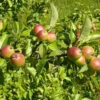 2-3ft Crab Apple (Malus Sylvestris) Grade A Bare Root Hedging Plants -Growhaus Zone l Crab Apple 1