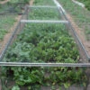 Standard Strawberry Cage 46cm X 122cm X 366cm With Butterfly Netting -Growhaus Zone l FC161