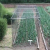 Standard Fruit Cage 183cm High X 183cm Wide X 183cm Long 2 Standard Fruit Cage 183cm High X 183cm Wide X 183cm Long -Growhaus Zone l FCS62