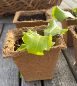 Nutley's 6cm Square Biodegradable Organic Wood Fibre Plantable Plant Pots -Growhaus Zone l Fertil6cmsquare 1024x1024@2x