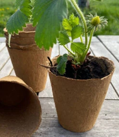 Nutley's 8cm Biodegradeable Organic Wood Fibre Plantable Plant Pots -Growhaus Zone l Fertil8cmpotwithstrawberry 119943fd 3ed6 492f babc ced2dfef75d8 1024x1024@2x 1