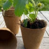 Nutley's 7cm Biodegradeable Organic Wood Fibre Plantable Plant Pots -Growhaus Zone l Fertil8cmpotwithstrawberry 119943fd 3ed6 492f babc ced2dfef75d8 1024x1024@2x