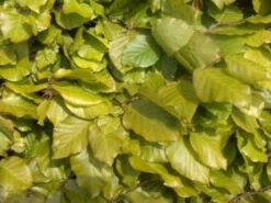 Green Beech (Fagus Sylvatica) Semi-Evergreen Bare Root Hedging Plants -Growhaus Zone l Green Beech 21