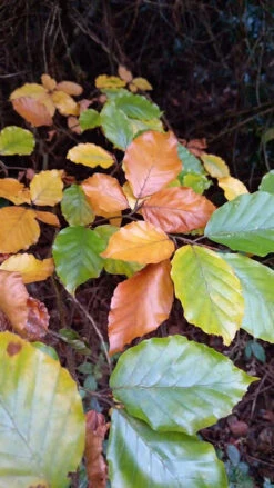 Green Beech (Fagus Sylvatica) Semi-Evergreen Bare Root Hedging Plants -Growhaus Zone l Green Beech 31