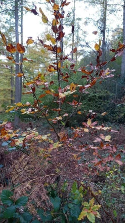 Green Beech (Fagus Sylvatica) Semi-Evergreen Bare Root Hedging Plants -Growhaus Zone l Green Beech 41