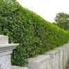 Green Privet (Ligustrum Ovalifolium) Evergreen Bare Root Hedging Plants 1 Green Privet (Ligustrum Ovalifolium) Evergreen Bare Root Hedging Plants -Growhaus Zone l Green Privet 1