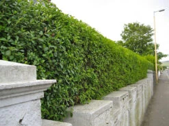 Green Privet (Ligustrum Ovalifolium) Evergreen Bare Root Hedging Plants