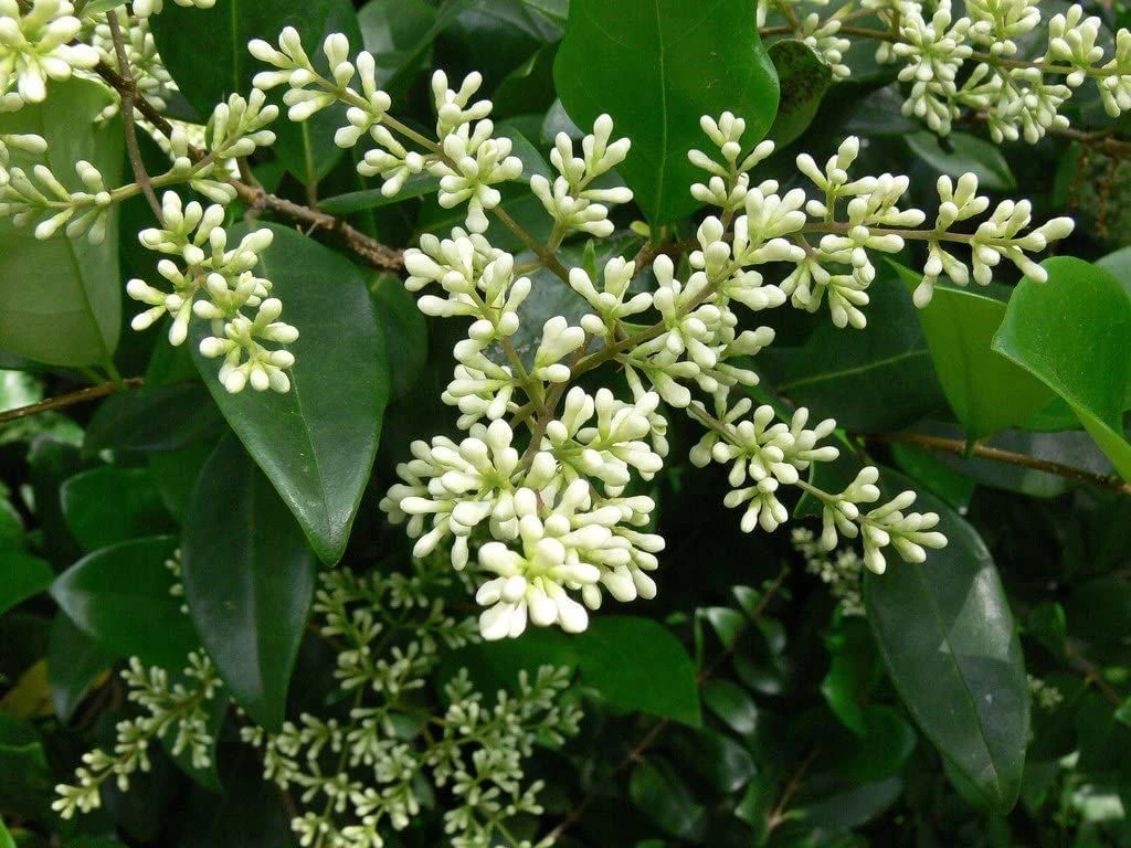 Green Privet (Ligustrum Ovalifolium) Evergreen Bare Root Hedging Plants 4 Green Privet (Ligustrum Ovalifolium) Evergreen Bare Root Hedging Plants - Image 2
