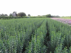 Green Privet (Ligustrum Ovalifolium) Evergreen Bare Root Hedging Plants 9 Green Privet (Ligustrum Ovalifolium) Evergreen Bare Root Hedging Plants -Growhaus Zone l Green Privet 3