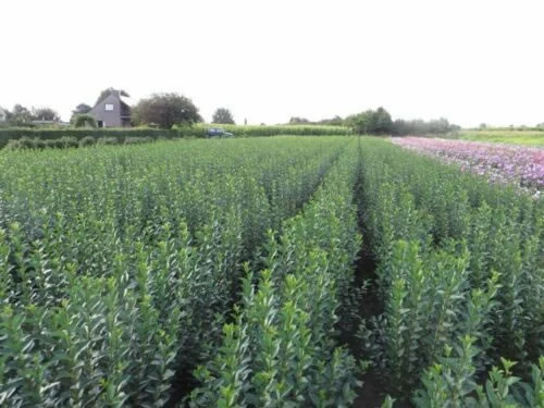 Green Privet (Ligustrum Ovalifolium) Evergreen Bare Root Hedging Plants 5 Green Privet (Ligustrum Ovalifolium) Evergreen Bare Root Hedging Plants - Image 3