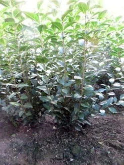 Green Privet (Ligustrum Ovalifolium) Evergreen Bare Root Hedging Plants 10 Green Privet (Ligustrum Ovalifolium) Evergreen Bare Root Hedging Plants -Growhaus Zone l Green Privet 4