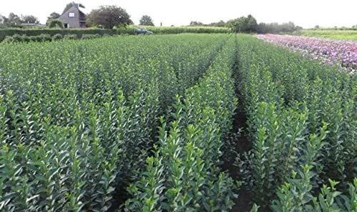 Green Privet (Ligustrum Ovalifolium) Evergreen Bare Root Hedging Plants 7 Green Privet (Ligustrum Ovalifolium) Evergreen Bare Root Hedging Plants - Image 5