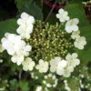 Guelder Rose (Viburnum Opulus) Field Grown Bare Root Shade Loving Hedging Plants -Growhaus Zone l Guelder Rose 1