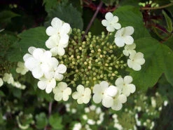 Guelder Rose (Viburnum Opulus) Field Grown Bare Root Shade Loving Hedging Plants