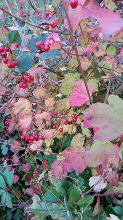 Guelder Rose (Viburnum Opulus) Field Grown Bare Root Shade Loving Hedging Plants -Growhaus Zone l Guelder Rose 3