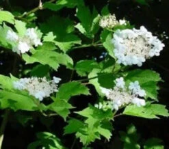Guelder Rose (Viburnum Opulus) Field Grown Bare Root Shade Loving Hedging Plants -Growhaus Zone l Guelder Rose 4