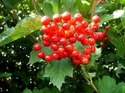 Guelder Rose (Viburnum Opulus) Field Grown Bare Root Shade Loving Hedging Plants -Growhaus Zone l Guelder Rose 5