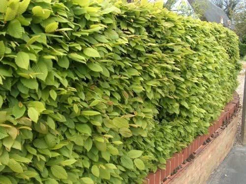 Hornbeam (Carpinus Betulus) Field Grown Semi-Evergreen Native Hedge Plants 3 Hornbeam (Carpinus Betulus) Field Grown Semi-Evergreen Native Hedge Plants