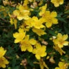 1-2ft Hypericum 'Hidcote' St John's Wort Field Grown Bare Root Hedging Plants