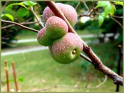 2-3ft Quince (Chaenomelis Japonica) Field Grown Bare Root Hedging Plants -Growhaus Zone l Japonica 2