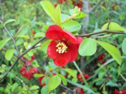 2-3ft Quince (Chaenomelis Japonica) Field Grown Bare Root Hedging Plants -Growhaus Zone l Japonica 3